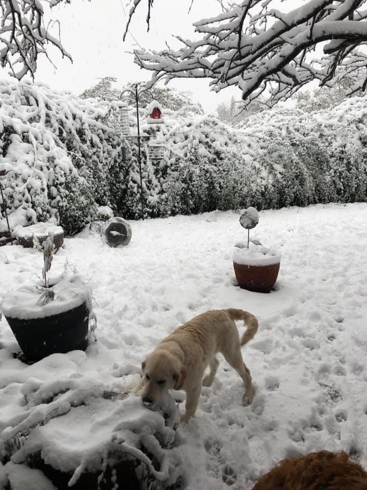 Snow in Oracle